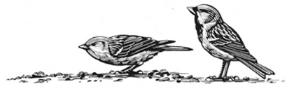 House Sparrows